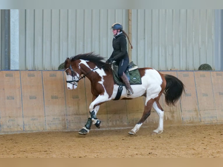 Paint Horse Gelding 10 years 15,1 hh Overo-all-colors in Neustadt (Wied)