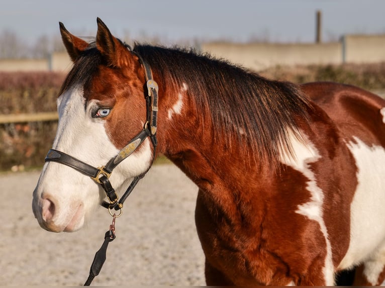 Paint Horse Gelding 10 years 15,1 hh Overo-all-colors in Neustadt (Wied)