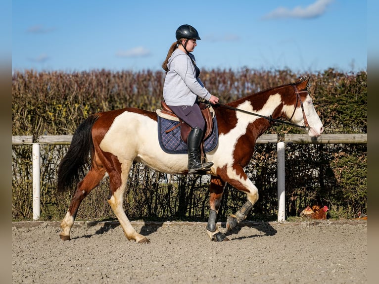 Paint Horse Gelding 10 years 15,1 hh Overo-all-colors in Neustadt (Wied)