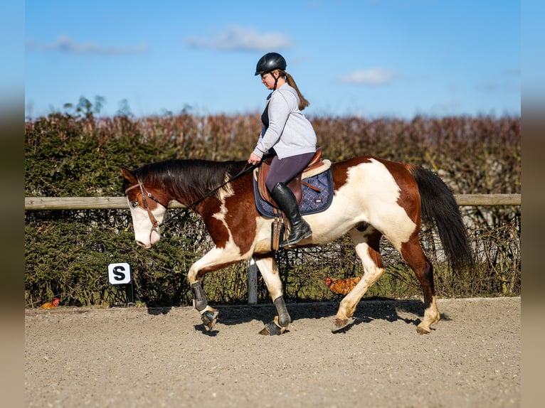 Paint Horse Gelding 10 years 15,1 hh Overo-all-colors in Neustadt (Wied)