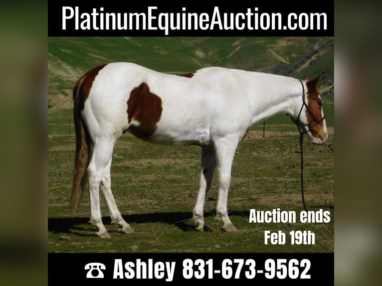 Paint Horse Gelding 10 years 15,1 hh Tobiano-all-colors in Gielding