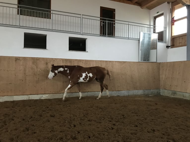 Paint Horse Gelding 10 years 15,3 hh Overo-all-colors in Nesselwang