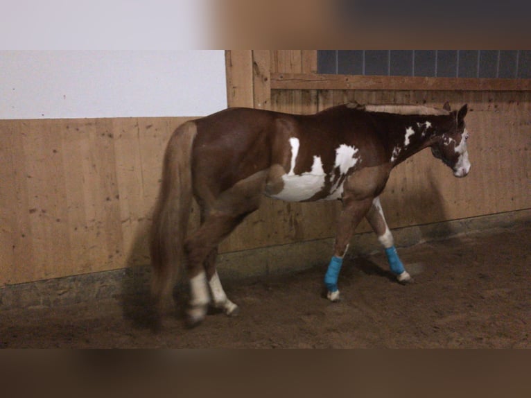 Paint Horse Gelding 10 years 15,3 hh Overo-all-colors in Nesselwang