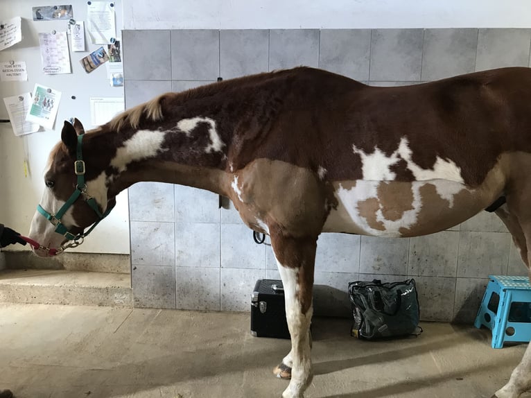 Paint Horse Gelding 10 years 15,3 hh Overo-all-colors in Nesselwang