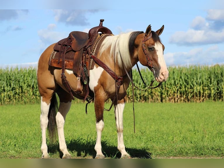 Paint Horse Mix Gelding 10 years 15 hh Buckskin in Rebersburg, PA