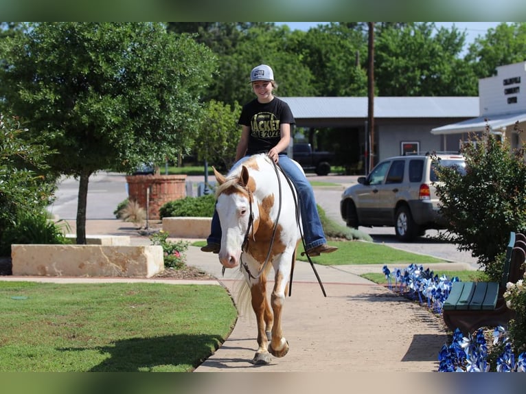 Paint Horse Gelding 10 years 15 hh Pinto in Pilot Point