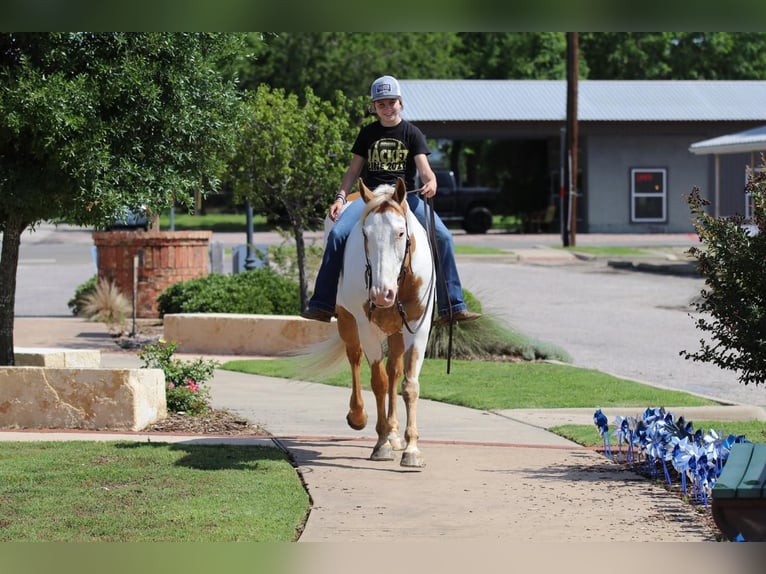 Paint Horse Gelding 10 years 15 hh Pinto in Pilot Point