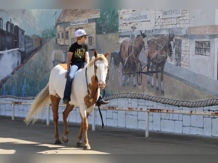 Paint Horse Gelding 10 years 15 hh Pinto in Pilot Point