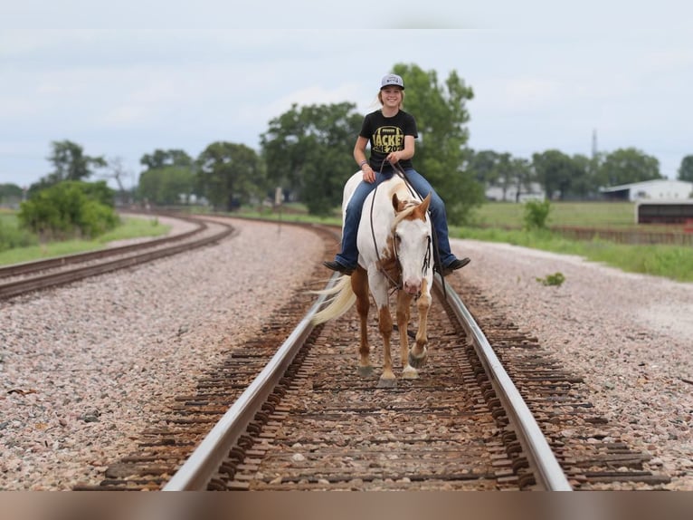 Paint Horse Gelding 10 years 15 hh Pinto in Pilot Point