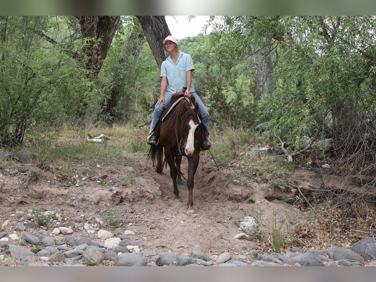 Paint Horse Gelding 10 years 15 hh in Camp Verde, AZ