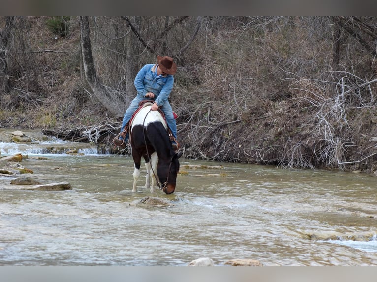 Paint Horse Gelding 10 years 15 hh in Stephenville, TX