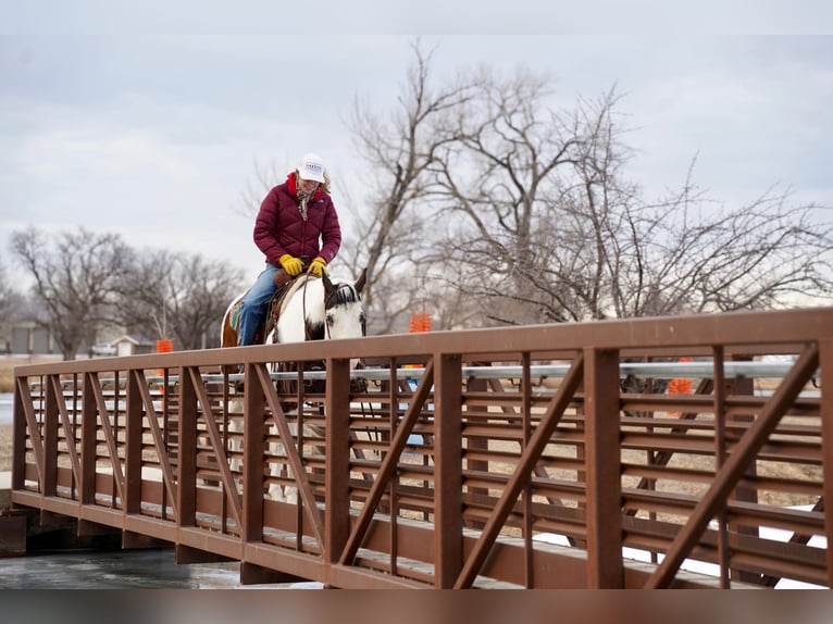 Paint Horse Gelding 10 years 15 hh in Corsica, SD