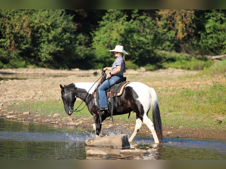 Paint Horse Gelding 10 years 15,1 hh Pinto in Clarion
