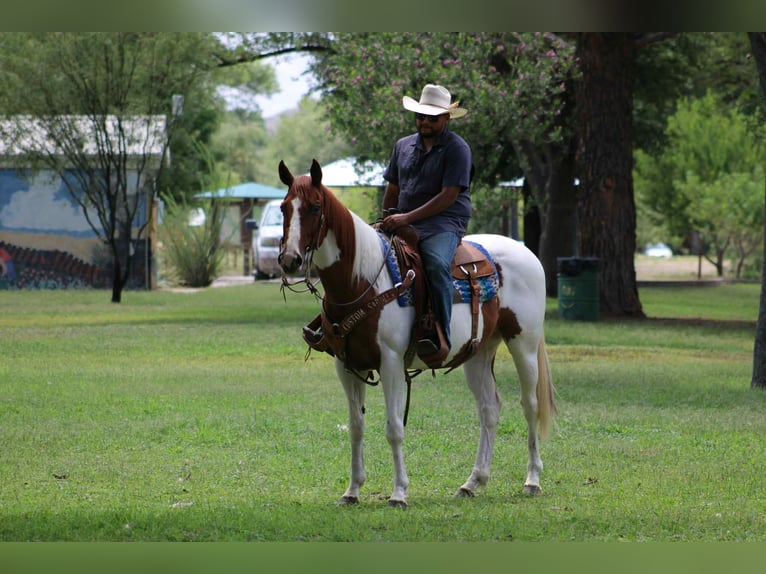 Paint Horse Gelding 10 years 15,1 hh Tobiano-all-colors in Nogales AZ