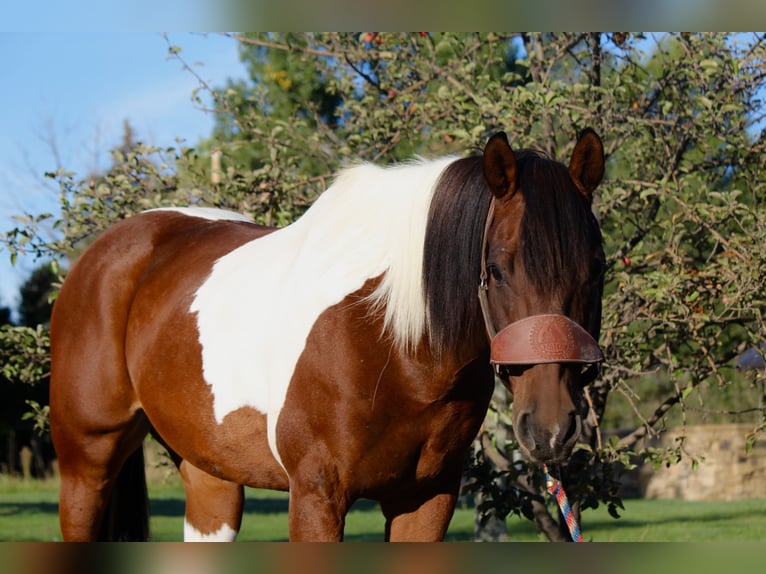 Paint Horse Gelding 10 years 15,2 hh Tobiano-all-colors in Fort Collins