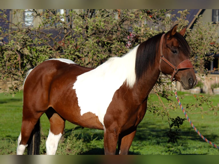 Paint Horse Gelding 10 years 15,2 hh Tobiano-all-colors in Fort Collins