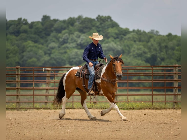 Paint Horse Mix Gelding 10 years 15,2 hh in Auburn, KY