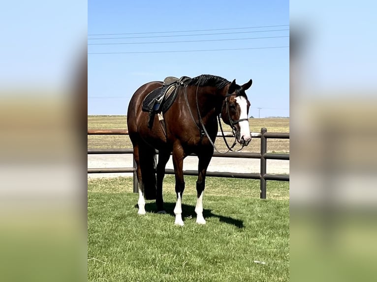 Paint Horse Gelding 10 years Bay in Holland, IA