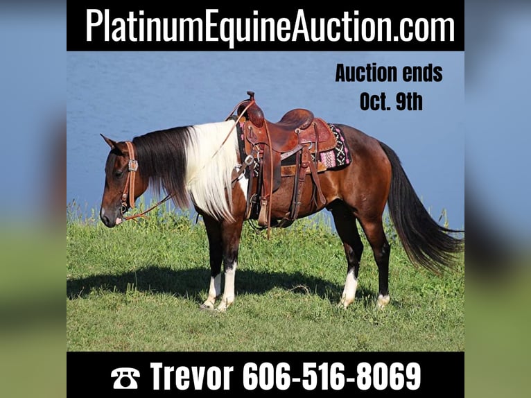 Paint Horse Gelding 10 years Tobiano-all-colors in Whitley City KY