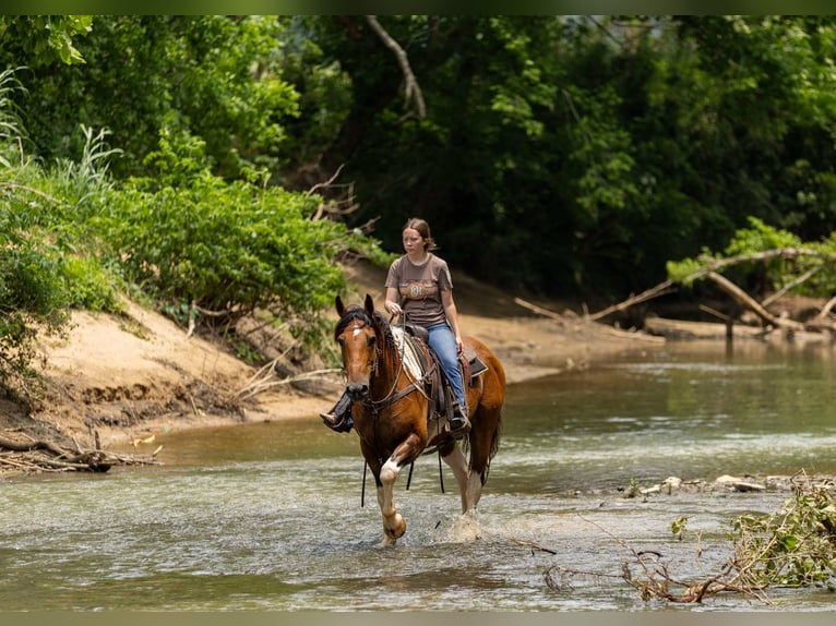 Paint Horse Mix Gelding 10 years in Auburn, KY
