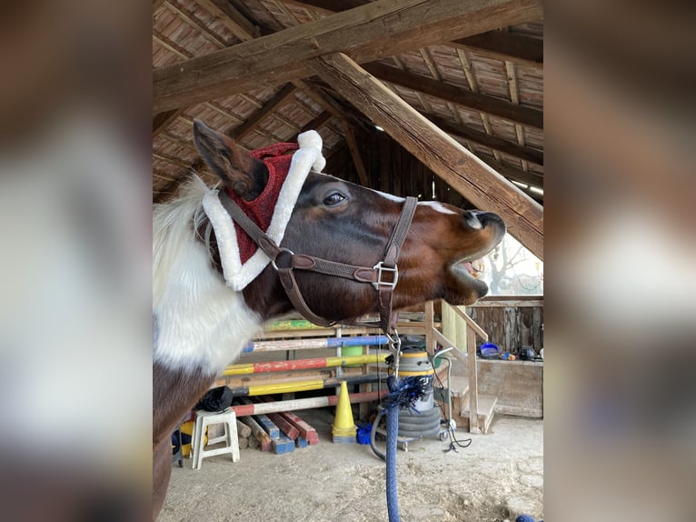 Paint Horse Gelding 11 years 14,1 hh Tobiano-all-colors in Schiltern