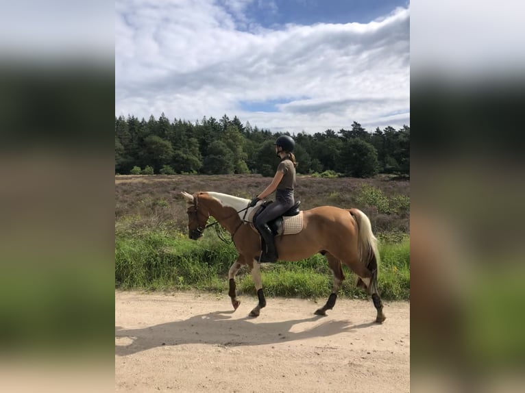 Paint Horse Mix Gelding 11 years 14,2 hh in Weert