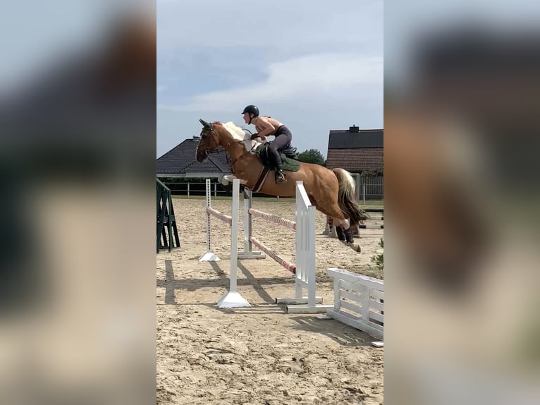 Paint Horse Mix Gelding 11 years 14,2 hh in Weert