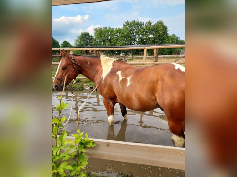 Paint Horse Mix Gelding 11 years 14,2 hh Pinto in Datteln