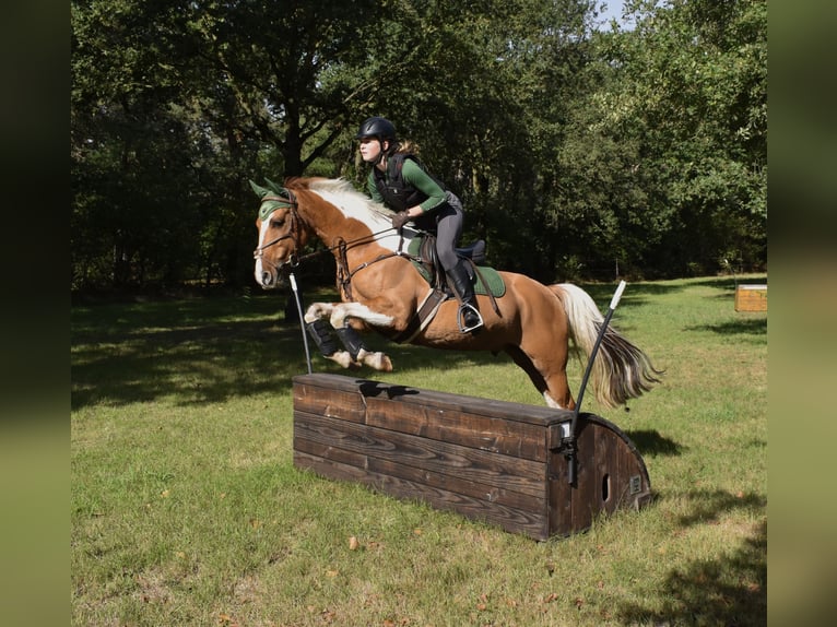 Paint Horse Mix Gelding 11 years 14,2 hh Pinto in Weert