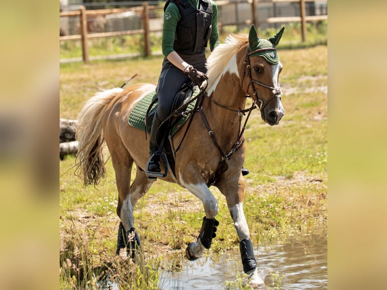 Paint Horse Mix Gelding 11 years 14,2 hh Pinto in Weert