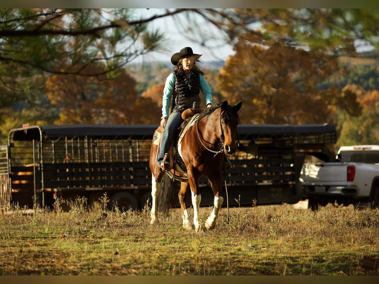 Paint Horse Gelding 11 years 14,2 hh Tobiano-all-colors in Rusk TX