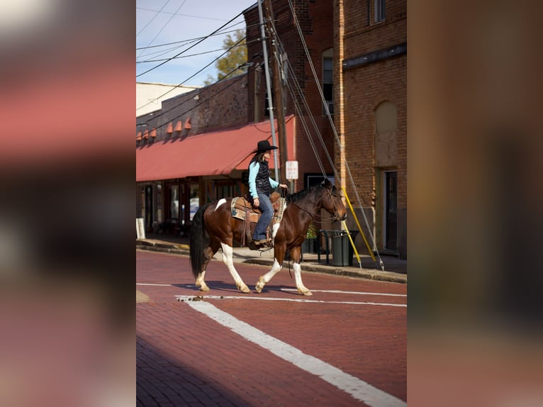 Paint Horse Gelding 11 years 14,2 hh Tobiano-all-colors in Rusk TX