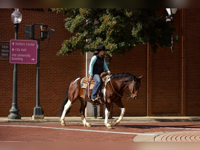 Paint Horse Gelding 11 years 14,2 hh Tobiano-all-colors in Rusk TX