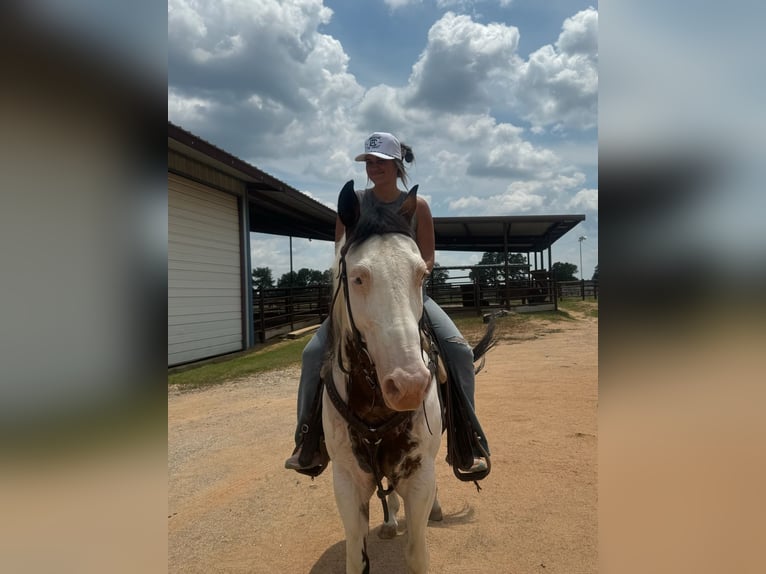 Paint Horse Gelding 11 years 14,2 hh in Granbury, TX