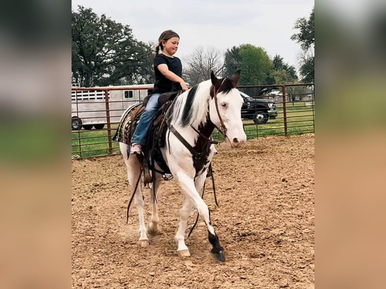 Paint Horse Gelding 11 years 14,2 hh in Granbury, TX