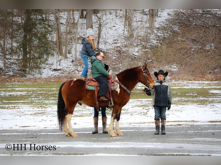 Paint Horse Gelding 11 years 14 hh Bay in Flemingsburg KY