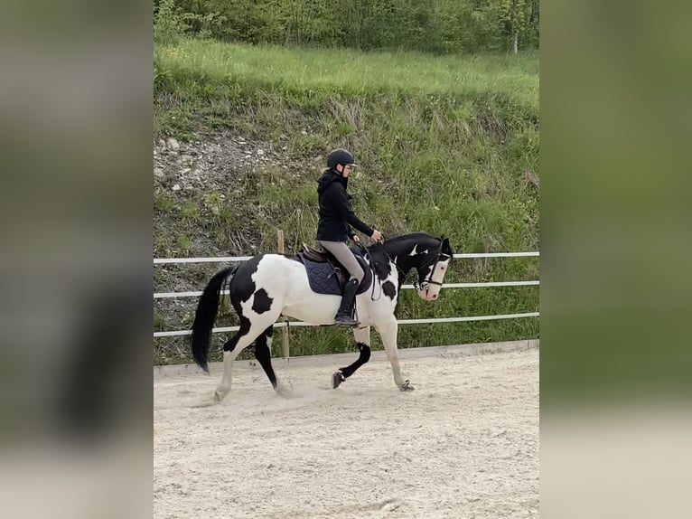 Paint Horse Gelding 11 years 14,2 hh Overo-all-colors in Flée Paint Horse Gelding 11 years 14,2 hh Overo-all-colors in Flée