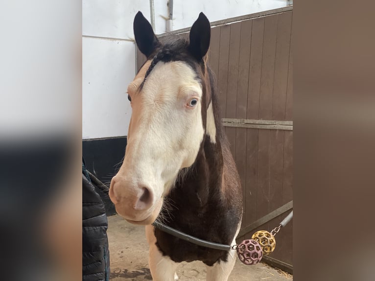 Paint Horse Gelding 11 years 14,2 hh Overo-all-colors in Flée Paint Horse Gelding 11 years 14,2 hh Overo-all-colors in Flée