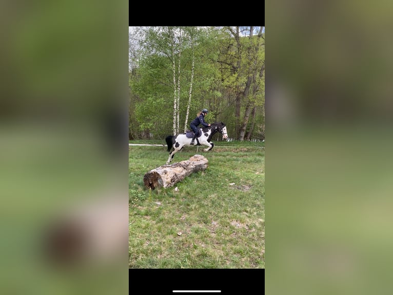 Paint Horse Gelding 11 years 14,2 hh Overo-all-colors in Flée Paint Horse Gelding 11 years 14,2 hh Overo-all-colors in Flée