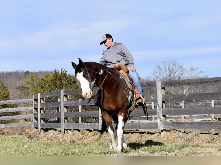 Paint Horse Mix Gelding 11 years 15,1 hh Bay in Crab Orchard, KY
