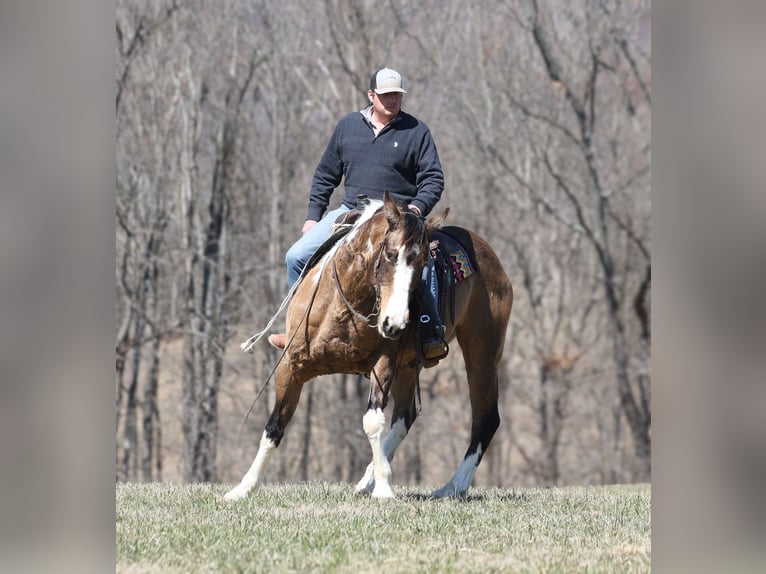 Paint Horse Gelding 11 years 15,1 hh Buckskin in Brodhead, KY