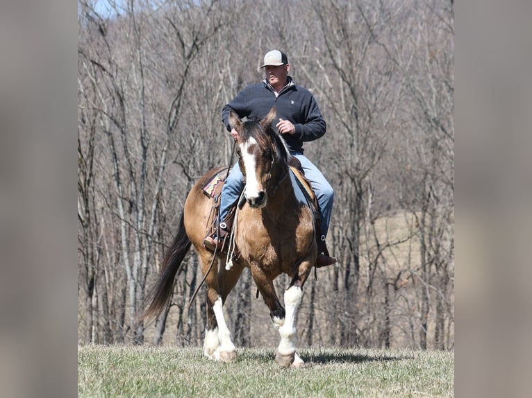 Paint Horse Gelding 11 years 15,1 hh Buckskin in Brodhead, KY