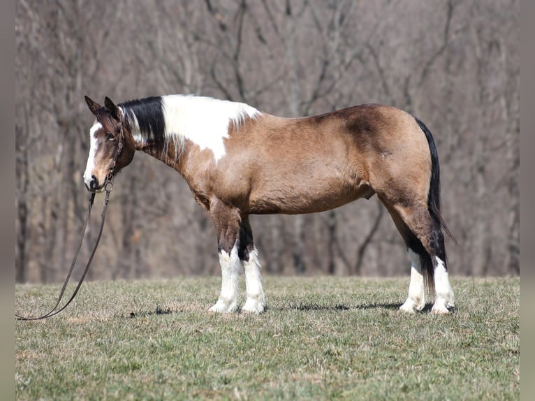 Paint Horse Gelding 11 years 15,1 hh Buckskin in Brodhead, KY