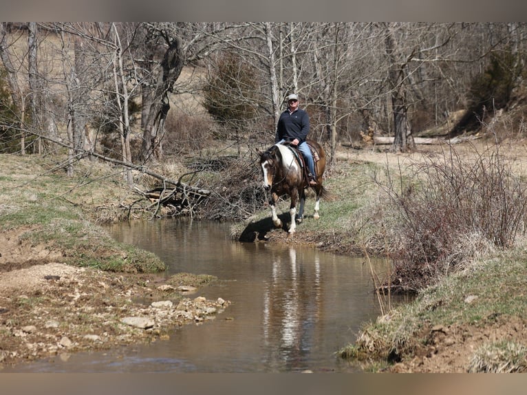 Paint Horse Gelding 11 years 15,1 hh Buckskin in Brodhead, KY