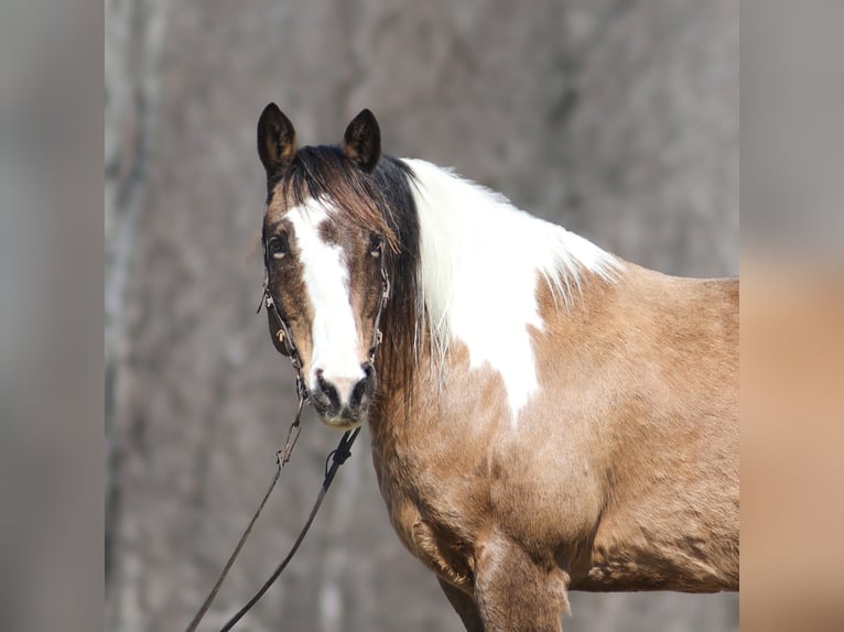 Paint Horse Gelding 11 years 15,1 hh Buckskin in Brodhead, KY