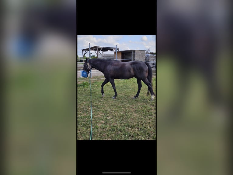 Paint Horse Gelding 11 years 15,1 hh in Bietigheim-Bissingen