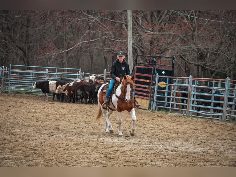 Paint Horse Gelding 11 years 15,2 hh Pinto in Middleboro