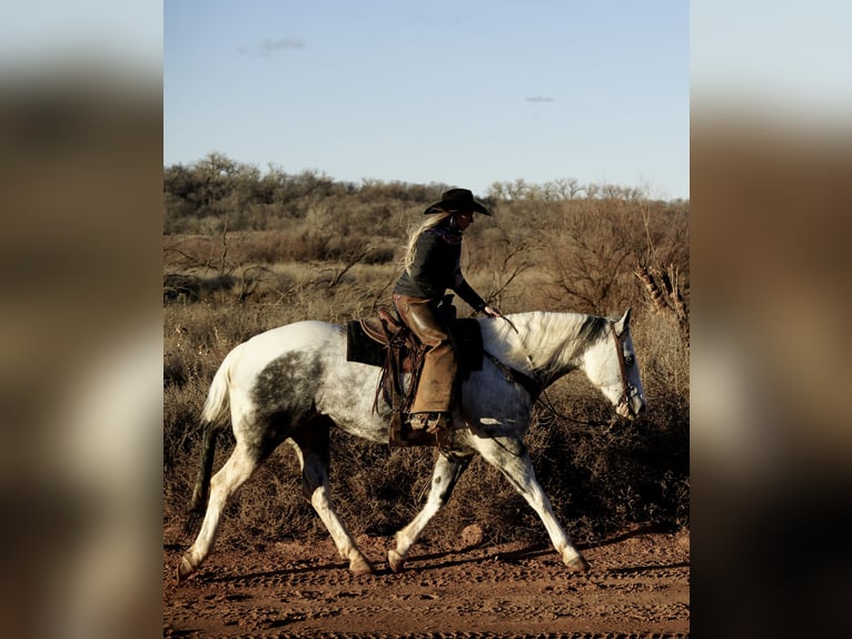 Paint Horse Gelding 11 years 15,3 hh in Amarillo, TX