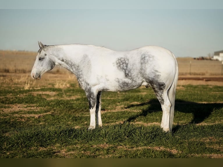 Paint Horse Gelding 11 years 15,3 hh in Amarillo, TX