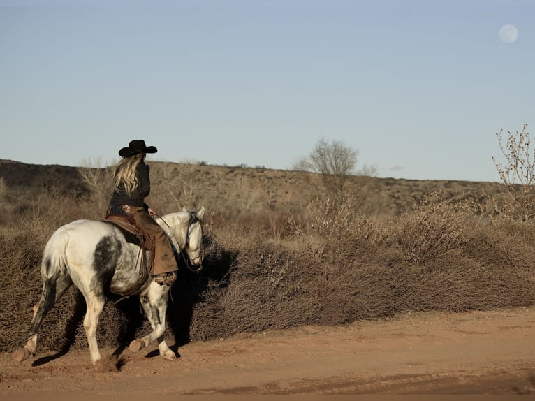 Paint Horse Gelding 11 years 15,3 hh in Amarillo, TX